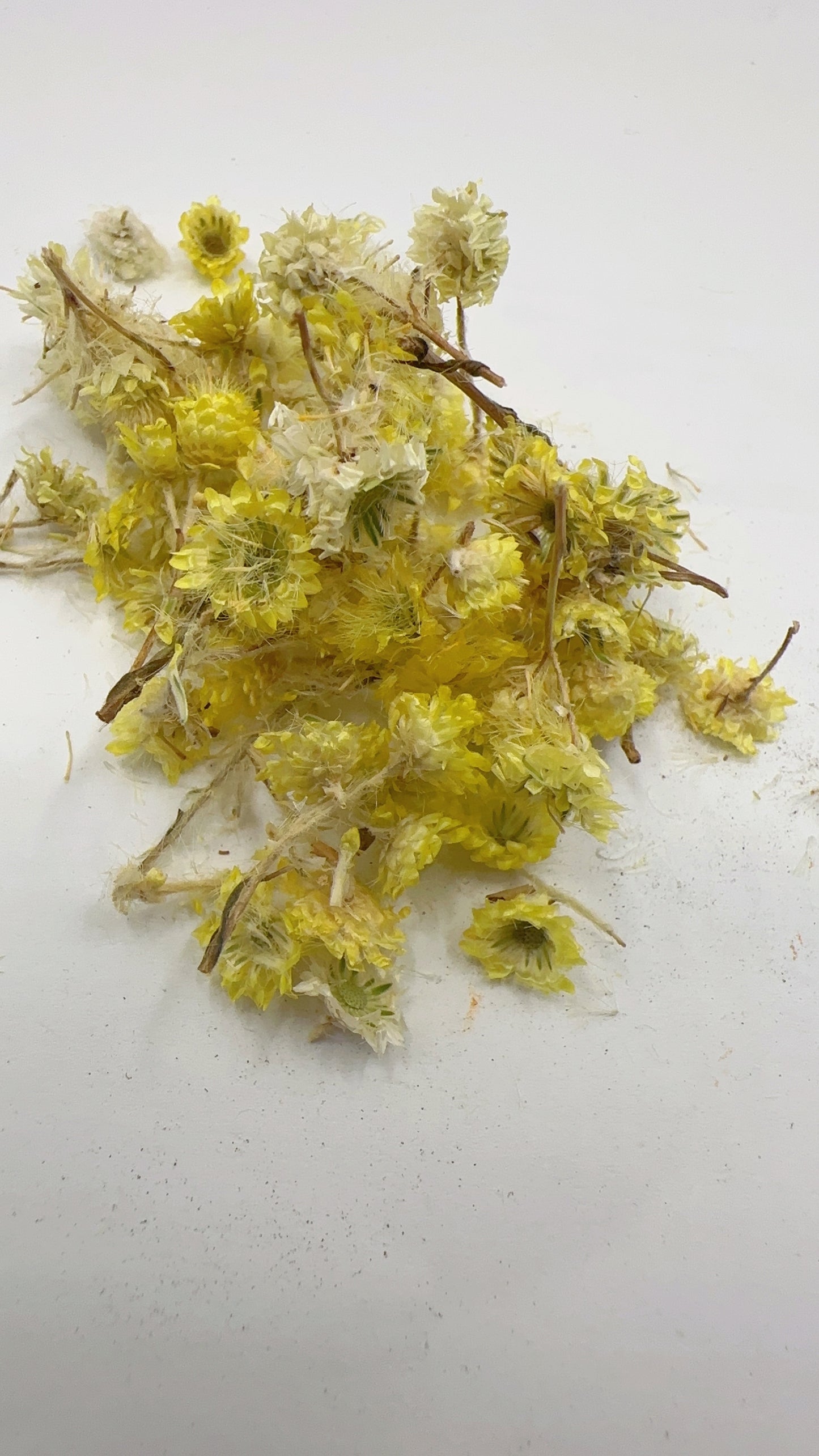 Wormwood (افسنطین)