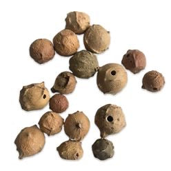 Oak Gall”مازو