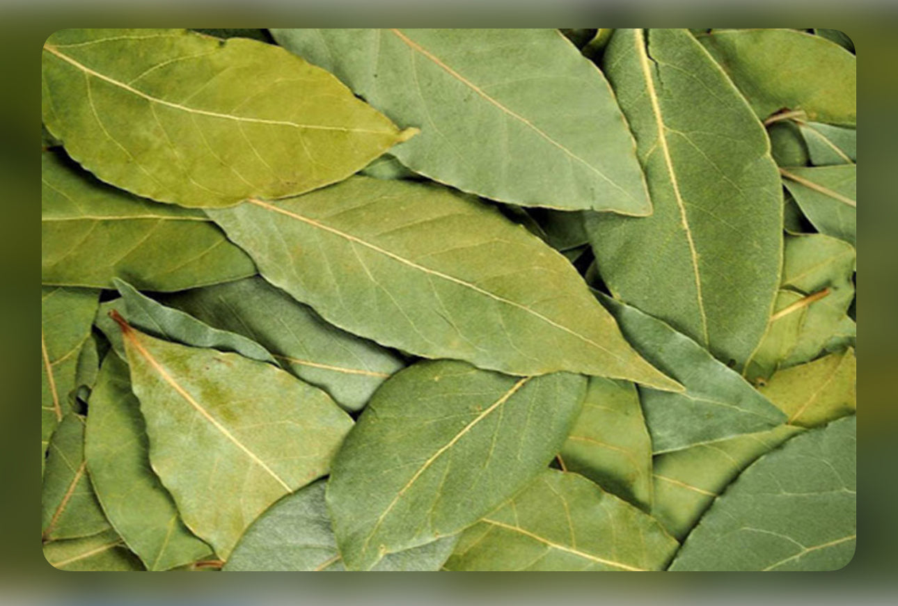 Mango leaves برگ انبه