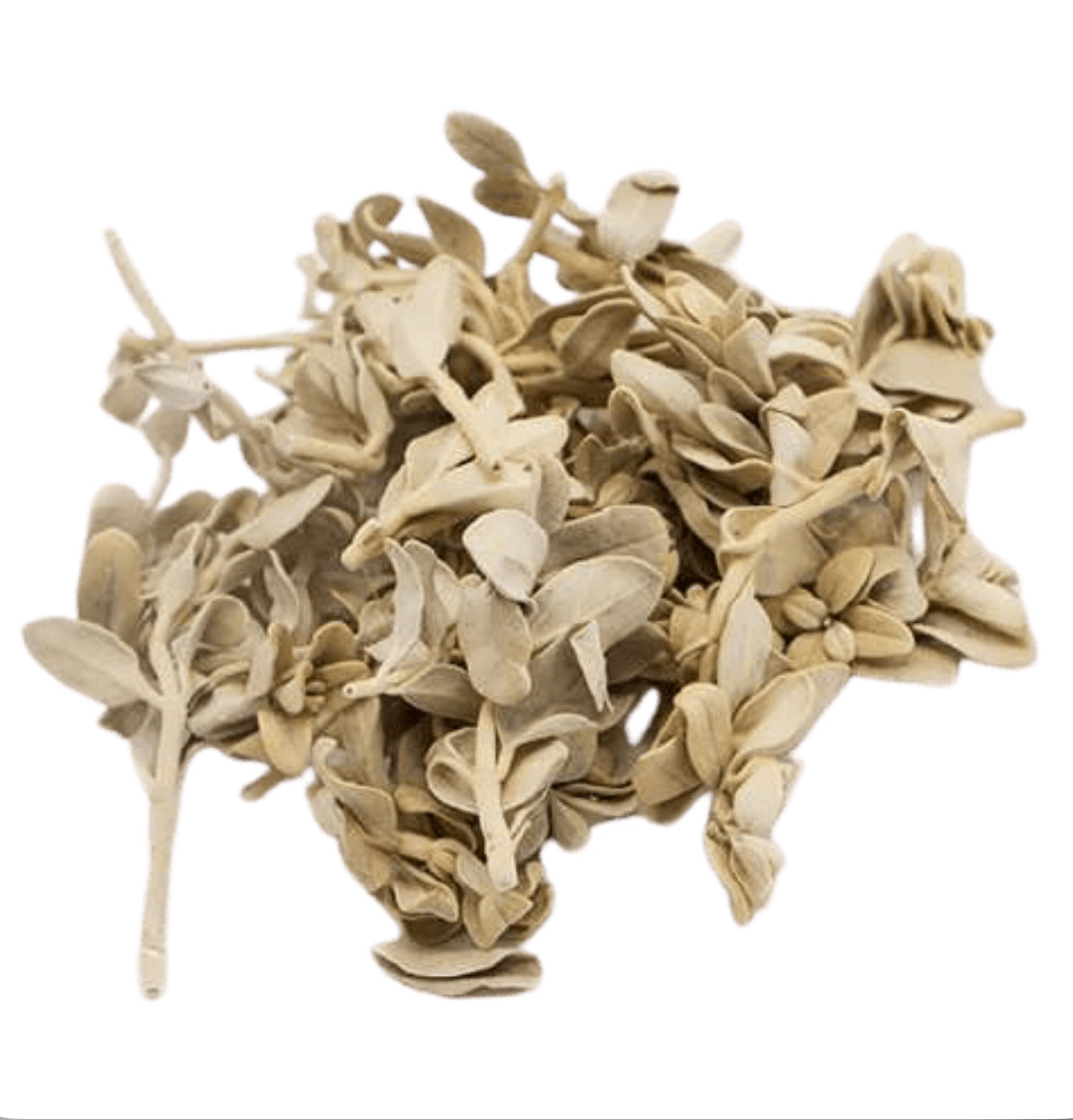 stachys schtschegleevii پولک