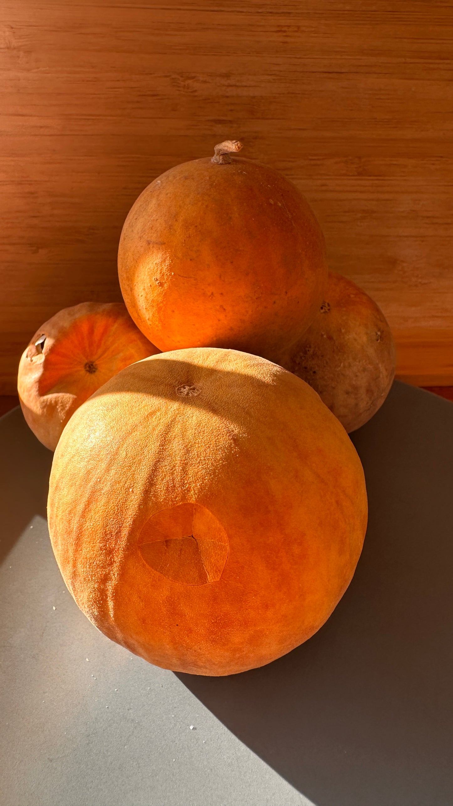 Citrullus colocynthis هندوانه ابوجهل-حنظل