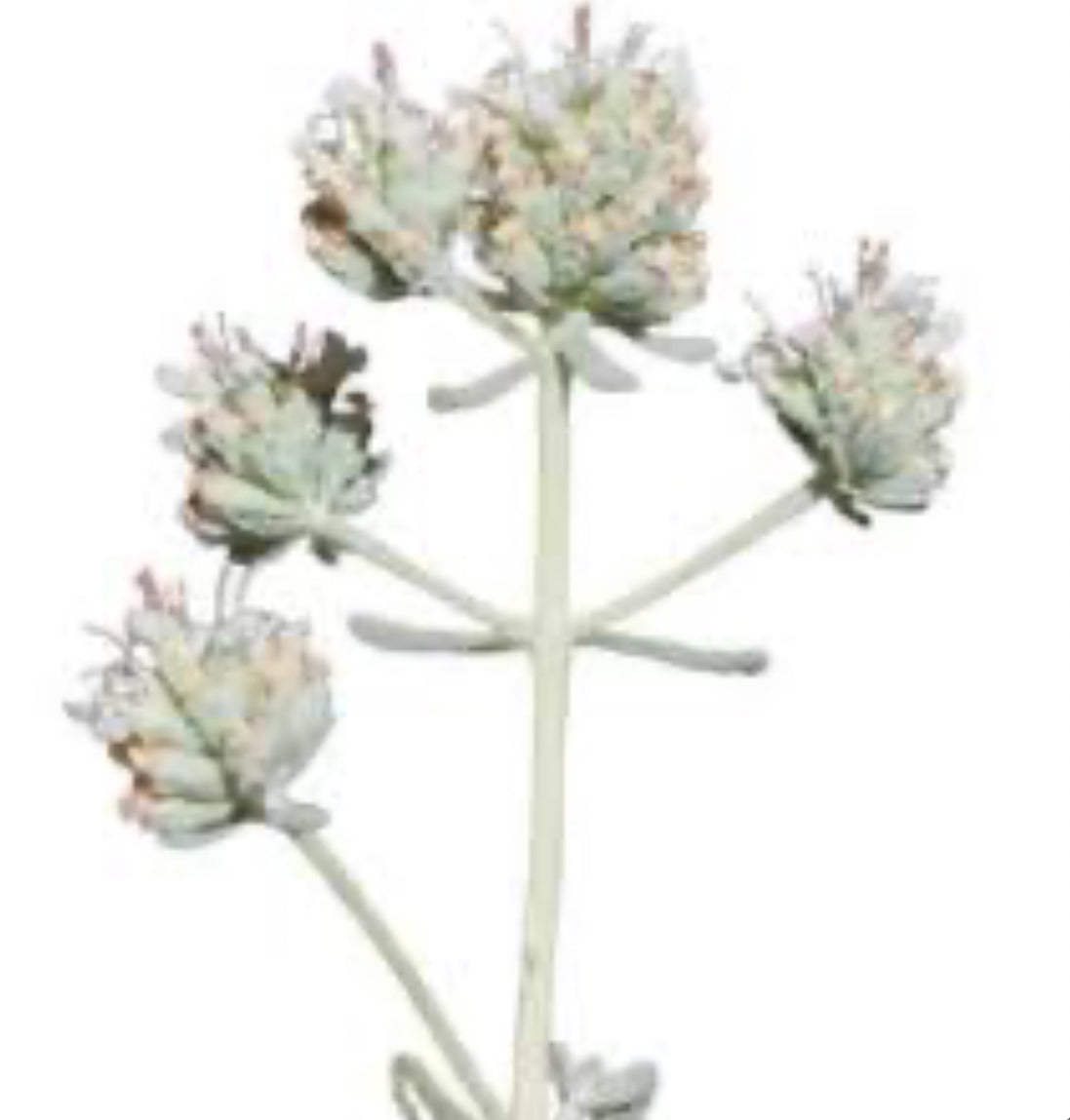 Teucrium polium مریم نخودی-کلپوره