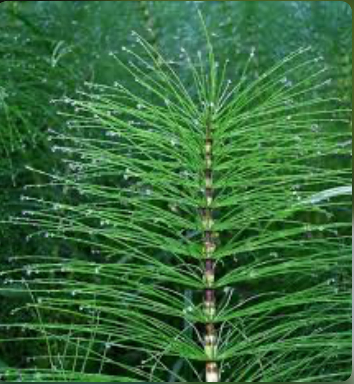 Horsetail (Equisetum arvense)دم اسب