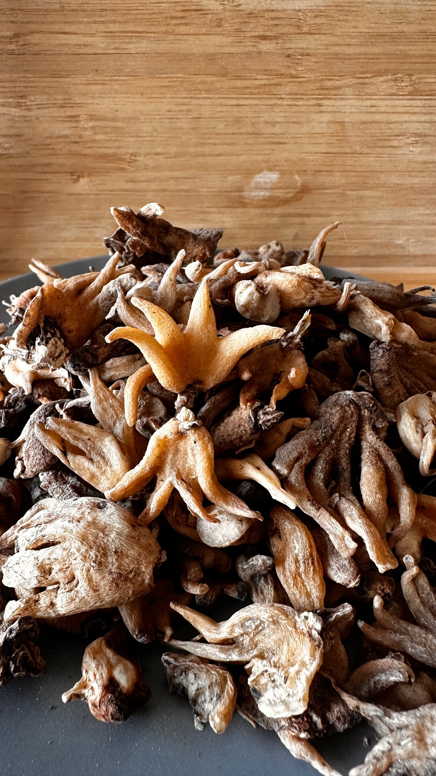 Salep Root | Lucky Hand Root ثعلب پنجه