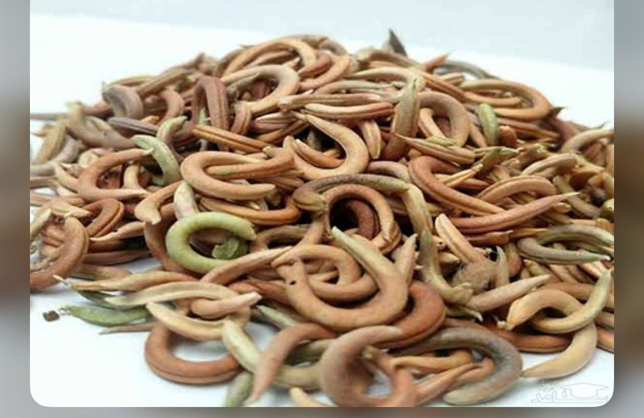 Melilotus officinalis ناخنک یا اکلیل الملک