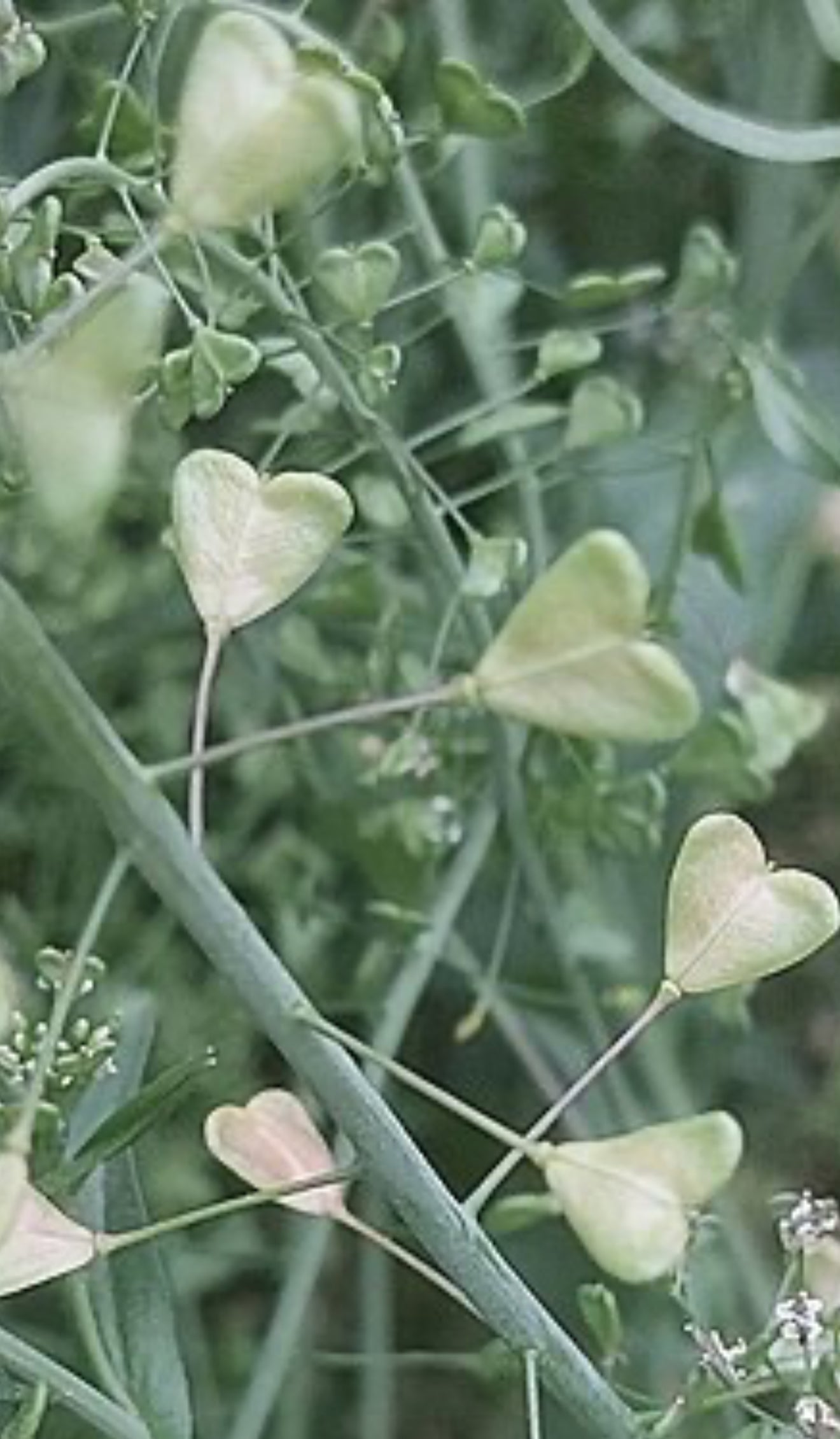 کیسه کشش Shepherd’s Purse