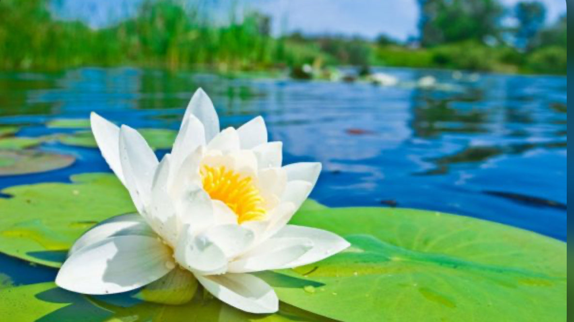lotus flowerگل نیلوفر