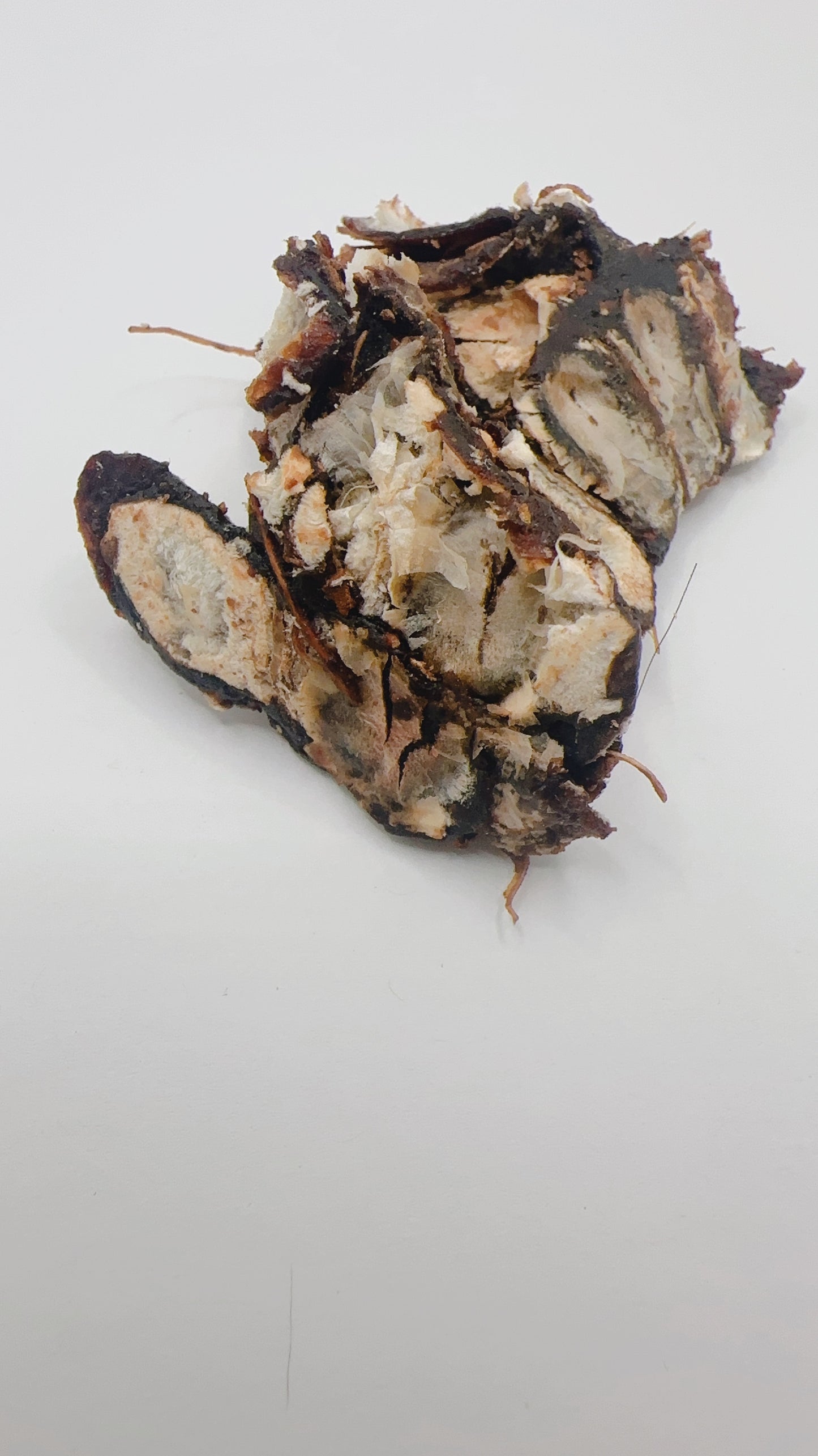 tamarind تمبرهندی