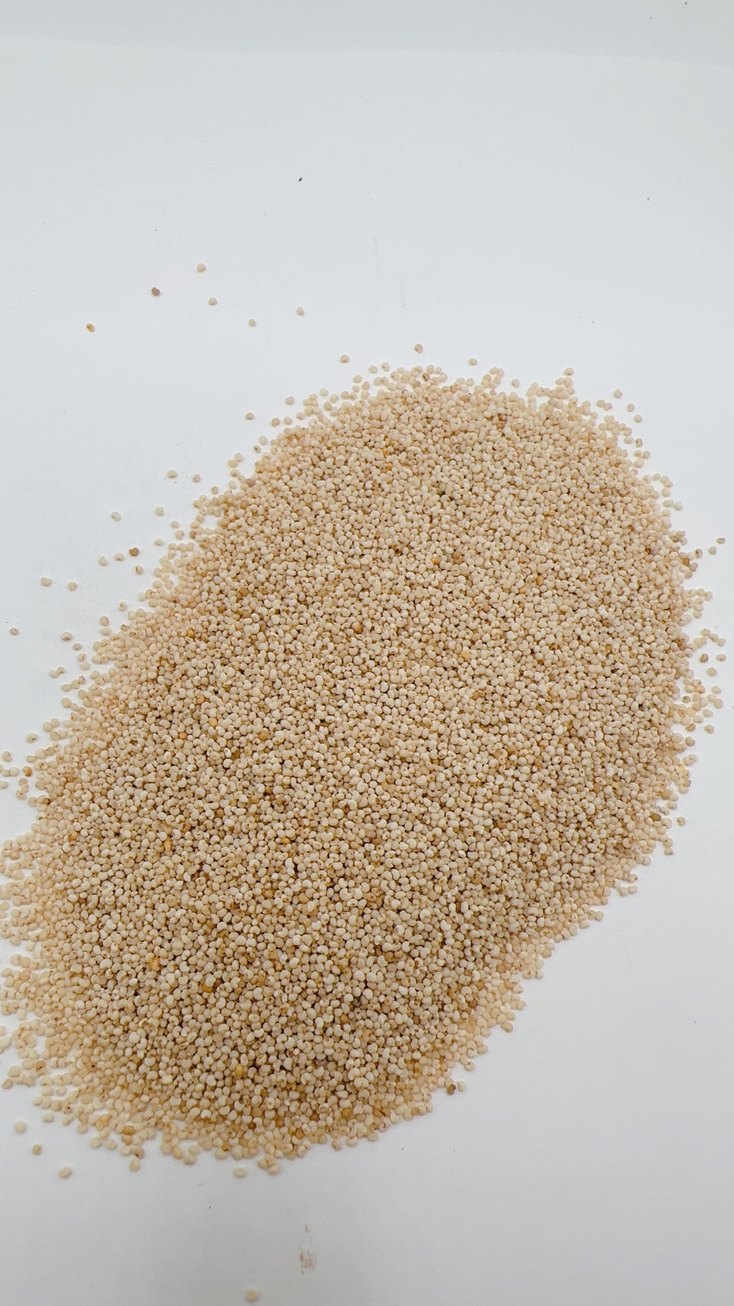 poppy seeds تخم خشخاش زرد