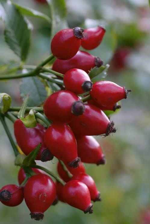 Rose hip میوه نسترن وحشی
