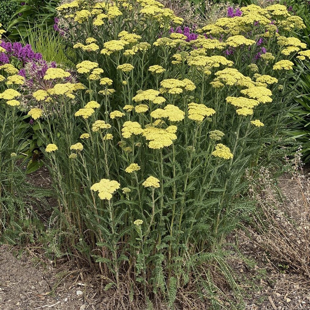 Achillea millefoliumبومادران زرد ایرانی
