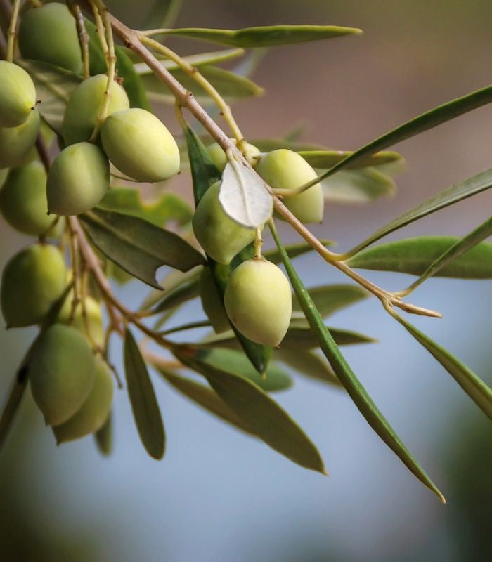 olive leaf برگ زیتون