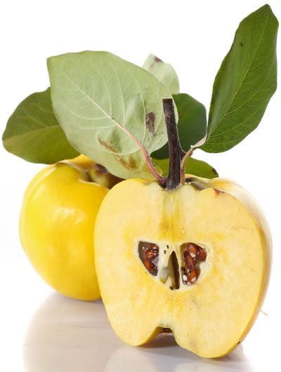 The leaves of the quince tree برگ به