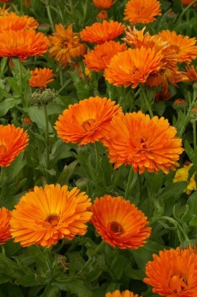 calendula گل همیشه بهار