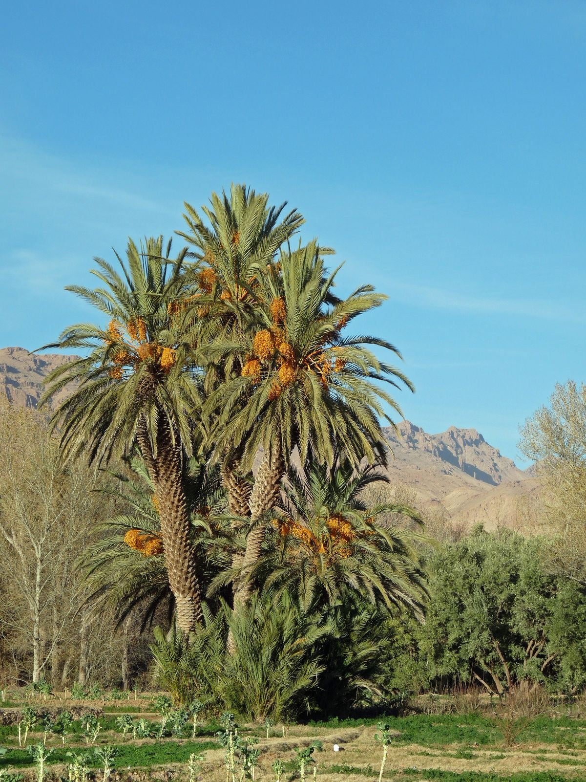 Date palm گرده نخل.گرده لقاح