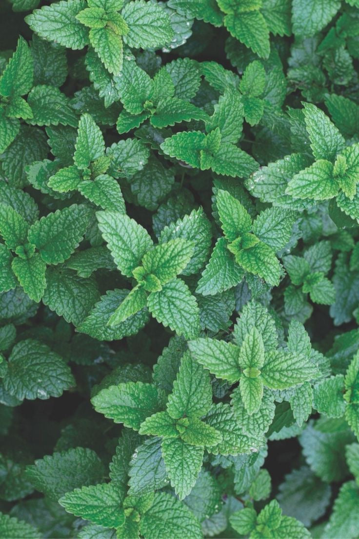 lemon balm بادرنجبویه