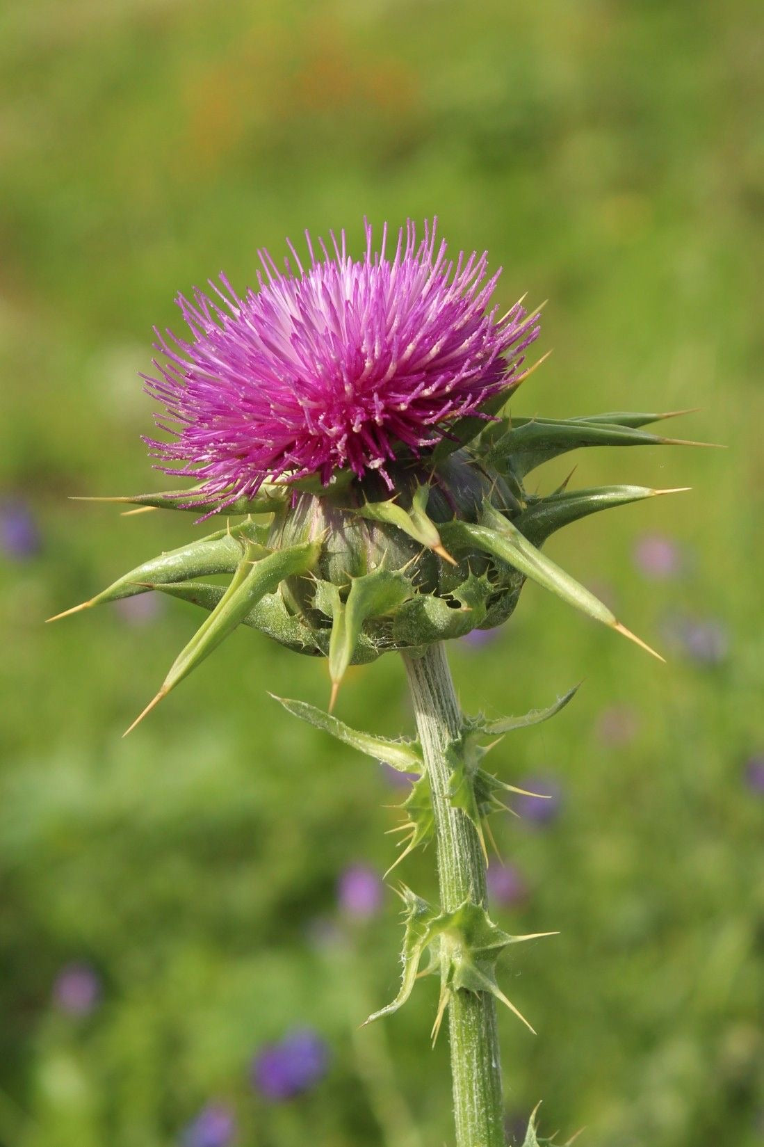 Milk thistle seed تخم خار مریم