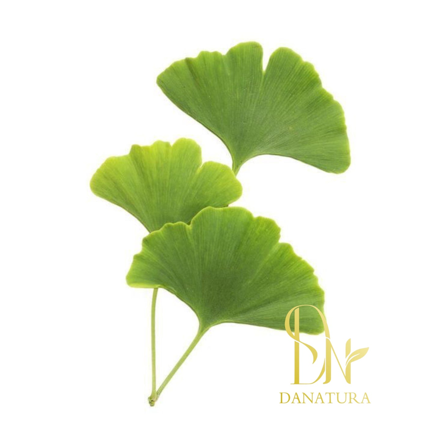 ginkgo biloba جینکگوبیلوبا