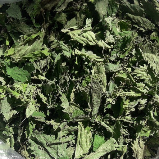 Urtica گزنه