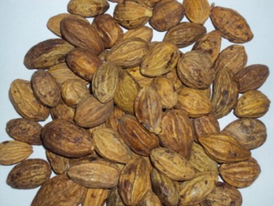 Terminalia chebula دانه هلیله زرد