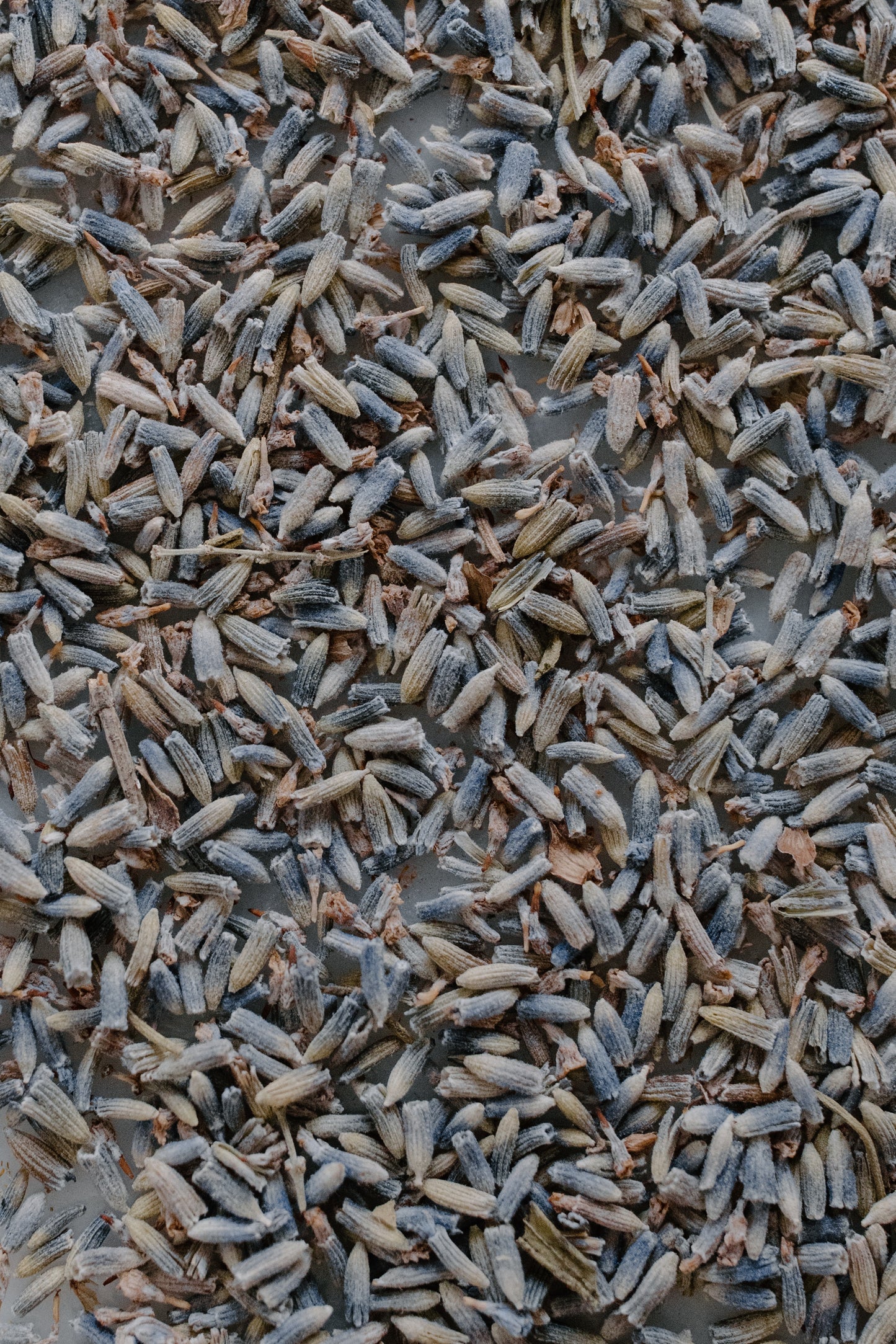 Lavender اسطخدوس