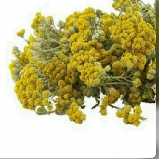 Achillea millefoliumبومادران زرد ایرانی