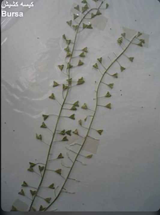 کیسه کشش Shepherd’s Purse