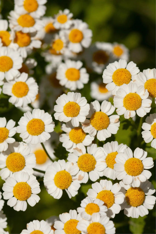 ‏Feverfew. بابونه گاوی