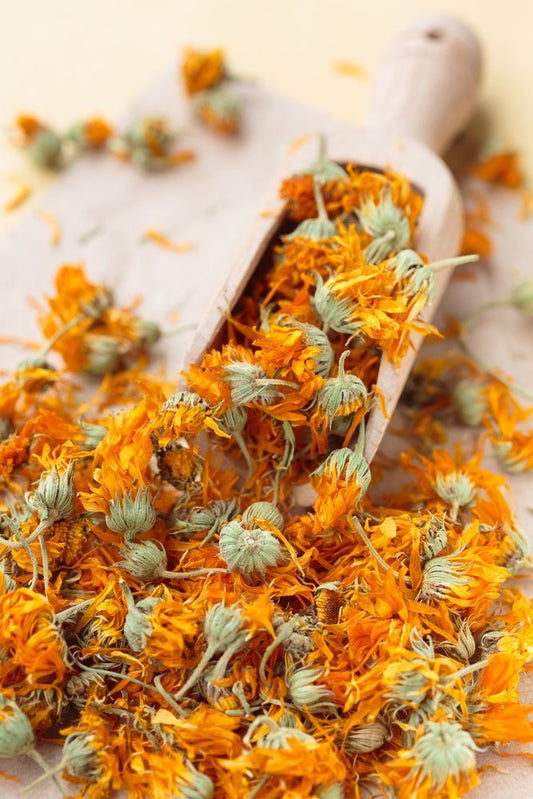 calendula گل همیشه بهار