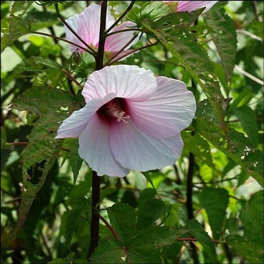 (Althaea officinalis) گل ختمی سفید